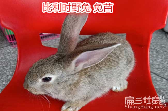 貴州比利時兔種苗批發(fā)