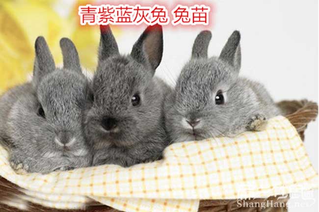 貴州青素藍恢竹鼠