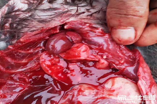竹鼠腸炎揭破