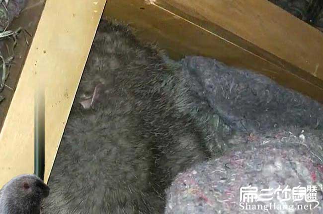 2024竹鼠的銷售價格錢(批發(fā)零售竹鼠販子中間商)