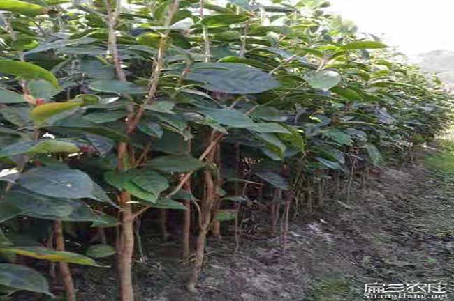 攸縣油茶苗