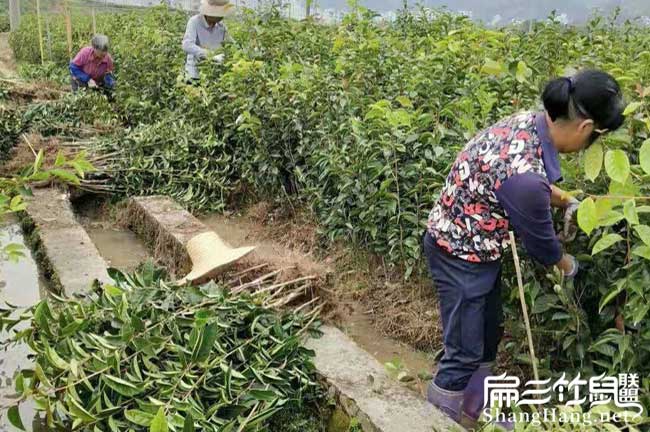 浙江大果油茶苗