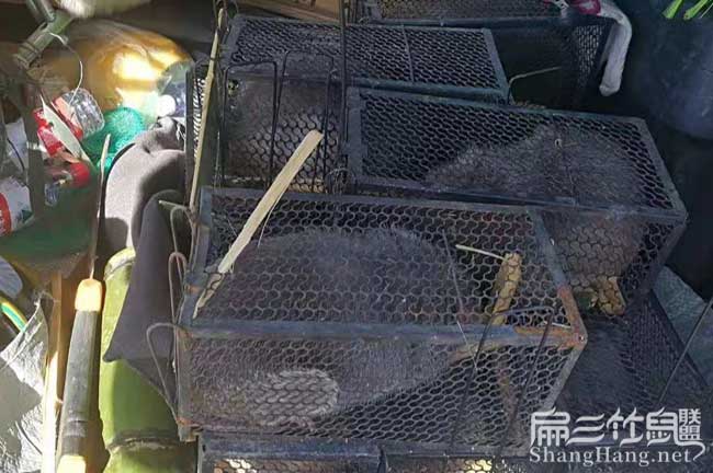 竹鼠回收價(jià)格