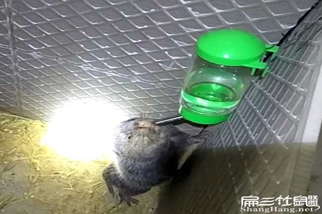 雁山竹鼠飲水