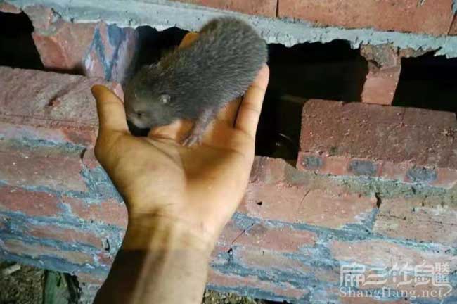 竹鼠種苗價錢