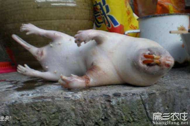 陽朔現(xiàn)殺竹鼠