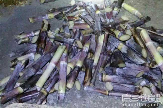 湖北竹鼠甘蔗