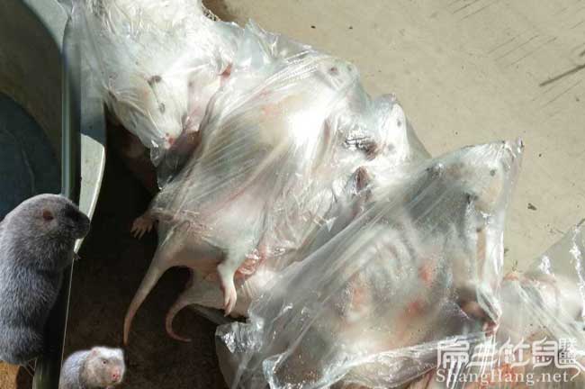湖北竹鼠批發(fā)