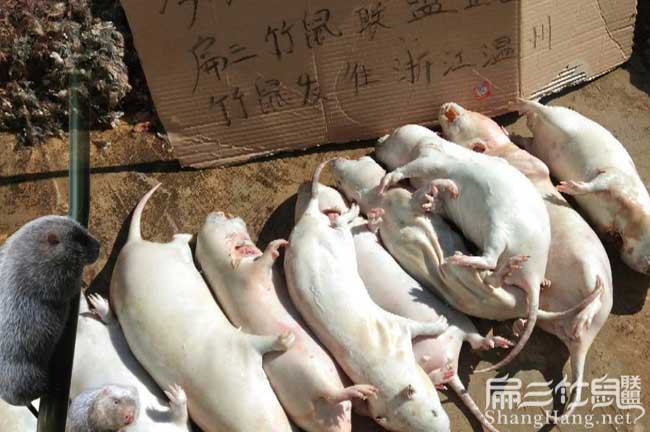 春節(jié)吃竹鼠