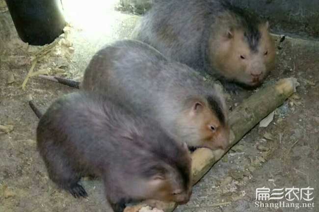 河南養(yǎng)竹鼠的主要投資是技術(shù) 開(kāi)封洛陽(yáng)焦作鼠舍種苗飼料銷路