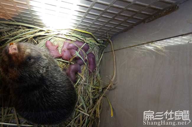 2024竹鼠種苗