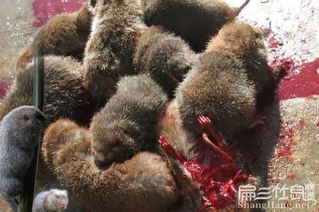 永州現(xiàn)殺竹鼠