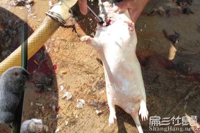 現(xiàn)殺竹鼠
