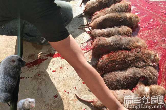 竹鼠現(xiàn)殺價格