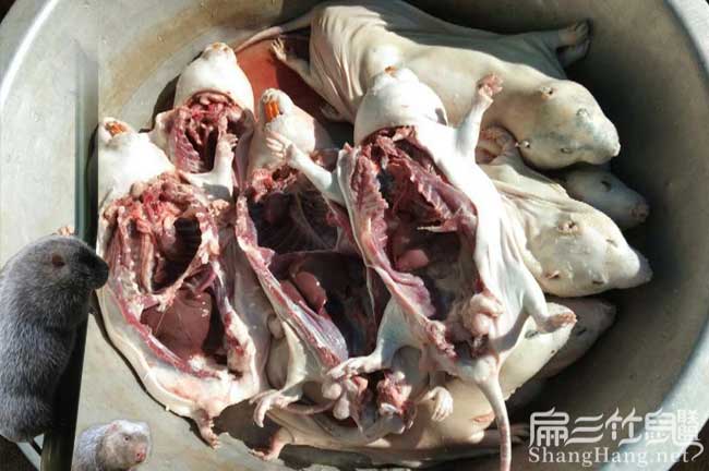 高雄竹鼠批發(fā)