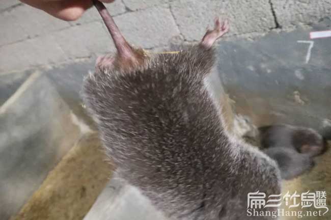 過年吃竹鼠