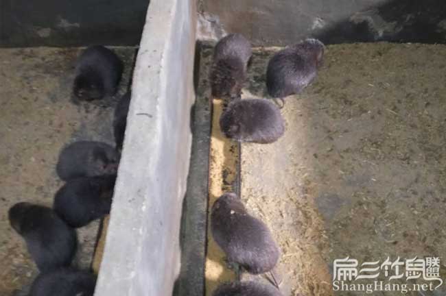 馬山縣銀星c紅頰竹鼠