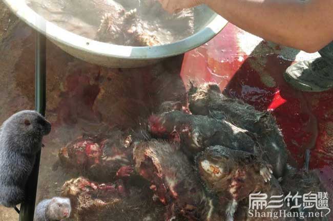 竹鼠現(xiàn)殺