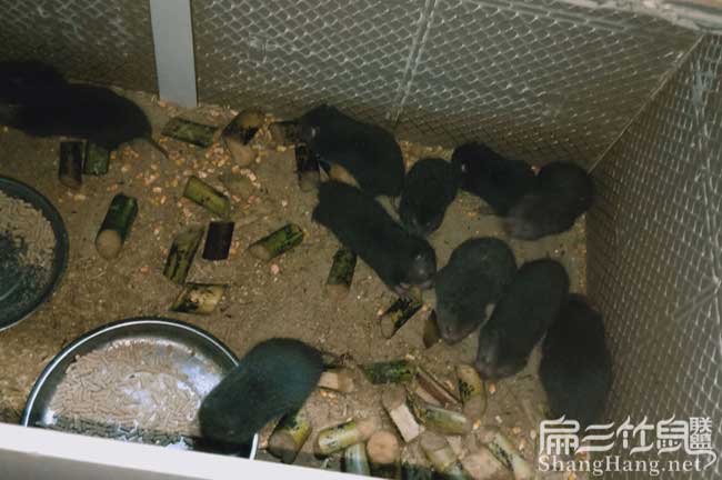 湖北竹鼠銷售聯(lián)盟