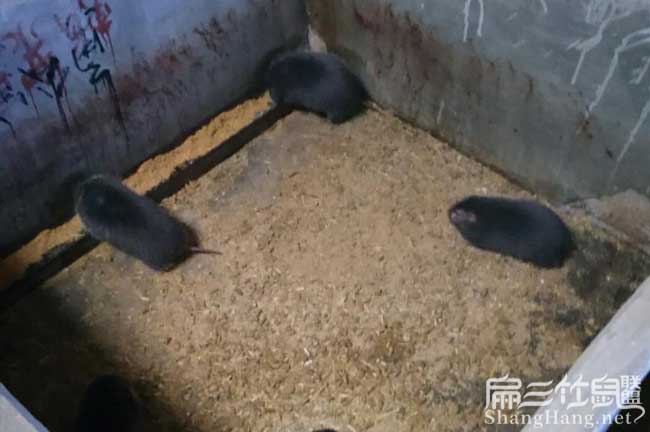2024福建竹鼠價格