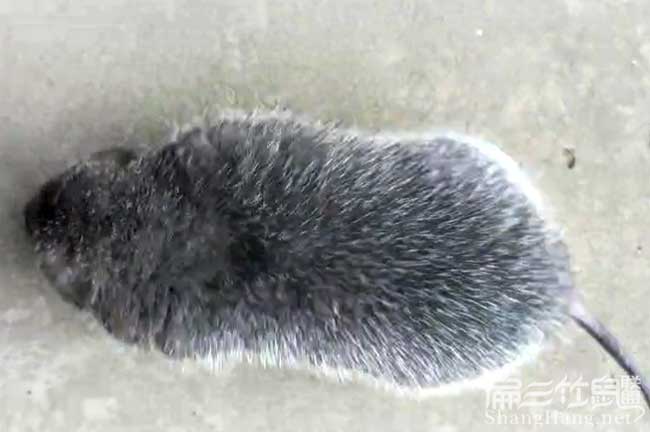 柳州竹鼠批發(fā)