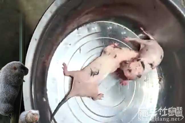 竹鼠種苗打架