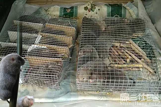 竹鼠種苗轉讓