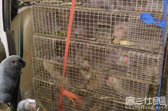 浙江商品竹鼠價(jià)錢