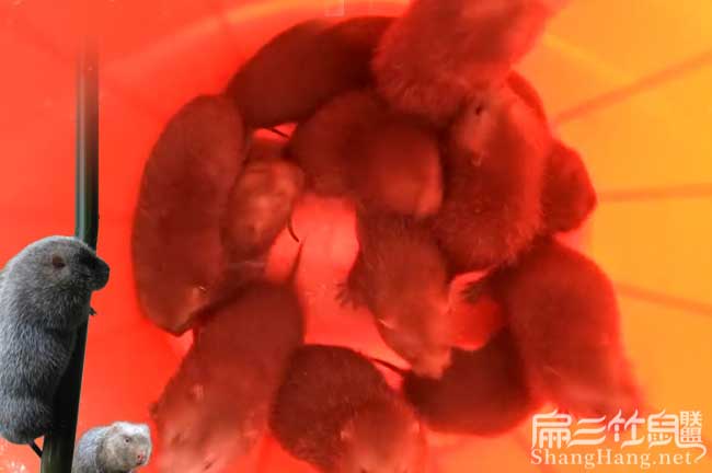 紅色竹鼠種苗
