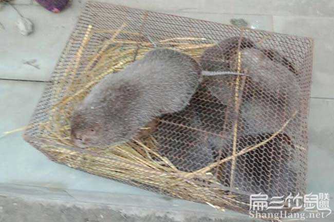 臺(tái)灣竹鼠種苗