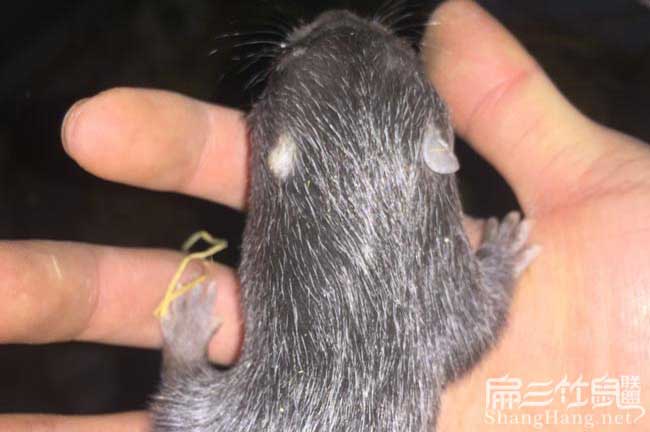 臺(tái)灣竹鼠種苗分類(lèi)