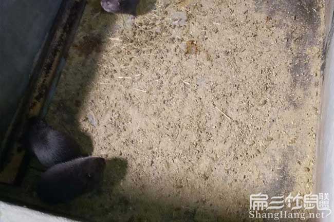 浙江竹鼠價(jià)錢