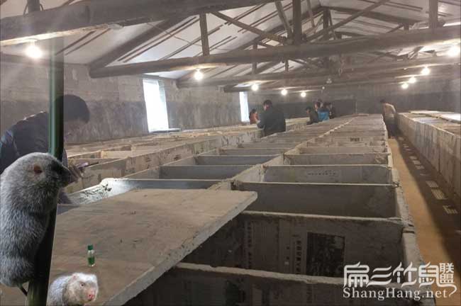 湖南竹鼠基地