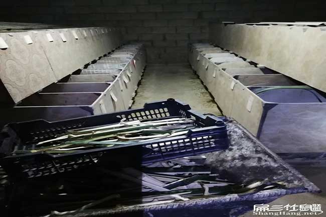 大型竹鼠種苗基地