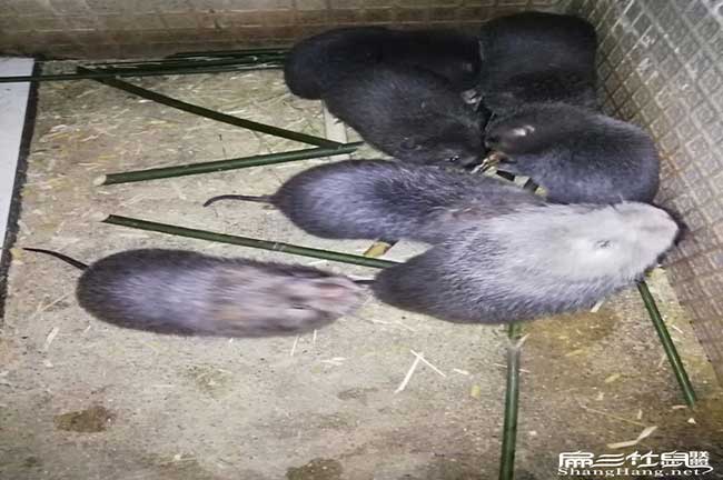 龍巖竹鼠種苗