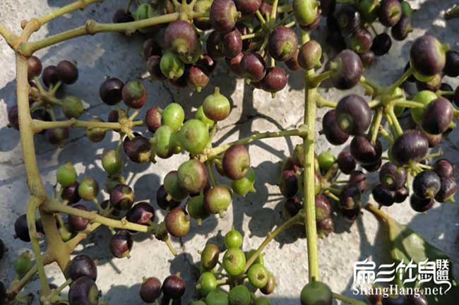 怎么養(yǎng)殖竹鼠在廈門？
