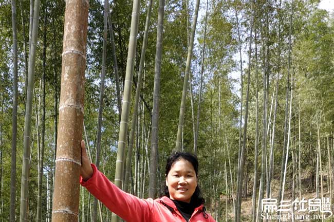 上杭竹鼠養(yǎng)殖