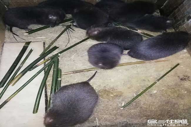 竹鼠飼養(yǎng)技術 