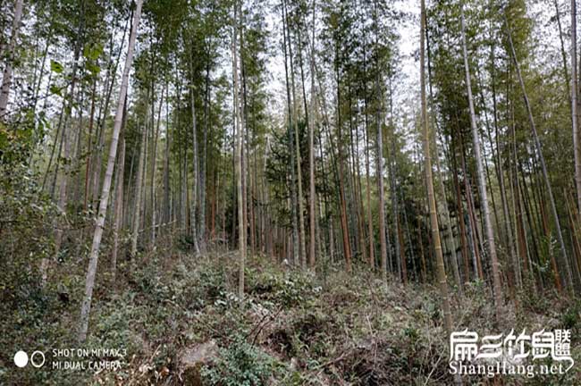 四川竹鼠養(yǎng)殖竹子
