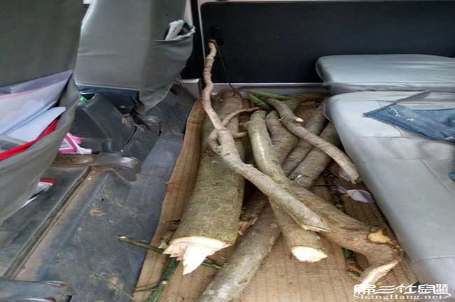 南朗肚子鼓鼓的、尾巴