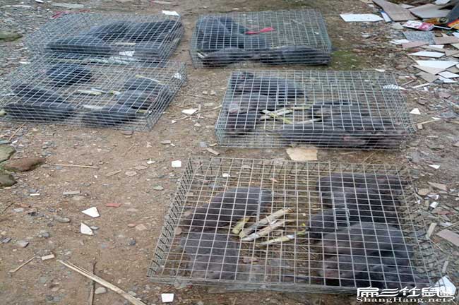 福建竹鼠價(jià)格