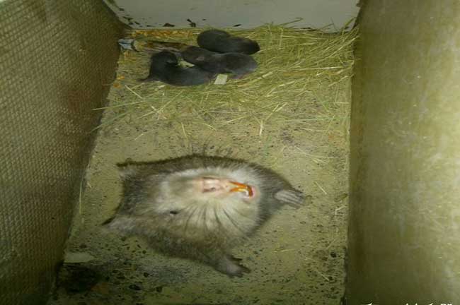 三角竹鼠拉稀、掉牙、