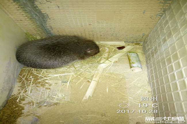竹鼠北慣廠家直銷、烤