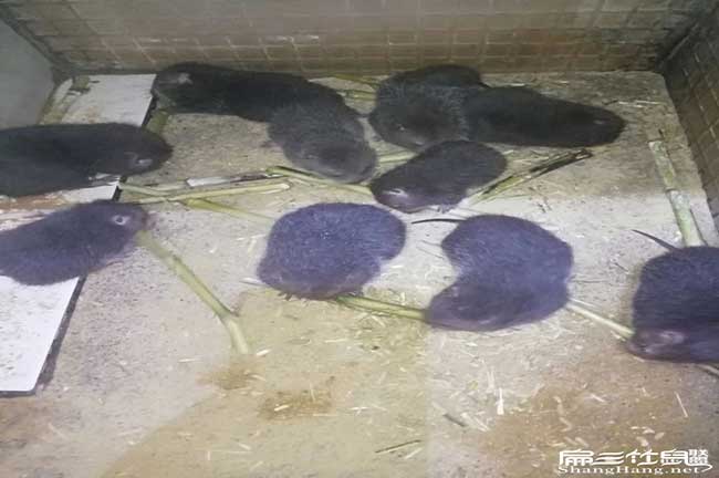 寧德竹鼠拉稀、掉牙、