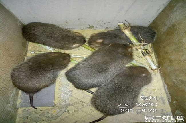 南寧竹鼠種苗