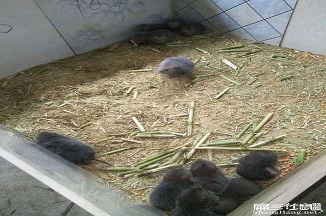 比利時(shí)、所城鎮(zhèn)花兔竹鼠