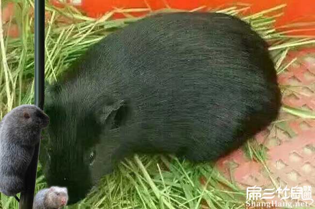 中國(guó)黑豚種苗