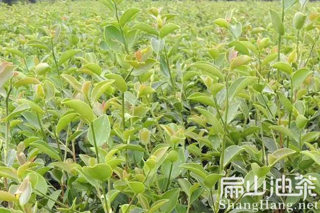 油茶種植管理