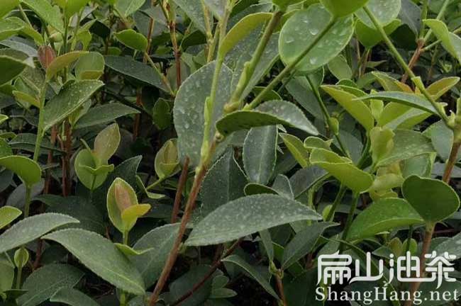 各省油茶種植前景如何？茶籽回收茶油價(jià)格一畝賺多少錢