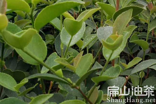 江西宜春油茶樹(shù)